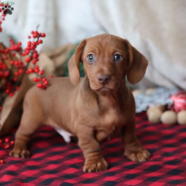 Rudolph, Dachshund Puppy